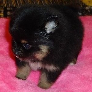 Meet your Posher, Pom